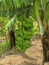 Banana tree and bunch Musa paradisiaca Royalty Free Stock Photo