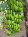 Banana tree and bunch Musa paradisiaca