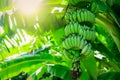 Banana tree with bunch of raw green bananas and banana green leaves. Cultivated banana plantation. Tropic fruit farm. Herbal Royalty Free Stock Photo