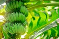 Banana tree with bunch of raw green bananas and banana green leaves. Cultivated banana plantation. Tropic fruit farm. Herbal Royalty Free Stock Photo