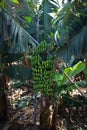 Banana tree with bunch of ripe green bananas growing Royalty Free Stock Photo