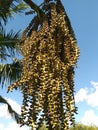 A banana tree with a bunch of yellow flowers hanging from it Royalty Free Stock Photo