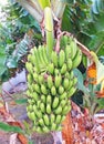 Banana tree with bunches of bananas in Martinique. Close up of green bananas in tropical plantation of the French West Indies. Royalty Free Stock Photo