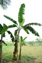 Banana tree Royalty Free Stock Photo