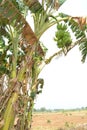 Banana tree Royalty Free Stock Photo