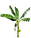 Banana tree Royalty Free Stock Photo
