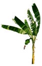 Banana tree Royalty Free Stock Photo