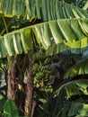 Banana Tree Chinese Herbs Park Ecological Trail Garden of Medicinal and Aromatic Plants and South China Medicinal Plants Garden