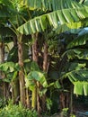 Banana Tree Chinese Herbs Park Ecological Trail Garden of Medicinal and Aromatic Plants and South China Medicinal Plants Garden