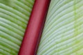 Banana Tree close-up of leaf