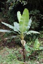 Banana tree in the Cotacachi Cayapas Ecological Reserve Royalty Free Stock Photo