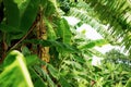 Banana tree in countryside. Royalty Free Stock Photo