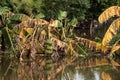 Banana Tree Damaged By Flood In Tan Sum District Ubon Ratchathani