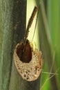 Banana tree detail Royalty Free Stock Photo