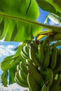 Banana tree detail, easter island Royalty Free Stock Photo