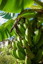 Banana tree detail, easter island Royalty Free Stock Photo