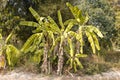 Banana tree detail tree nature Royalty Free Stock Photo