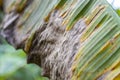 Banana tree disease, Symptoms of black sigatoka on banana foliage, Black sigatoka infected plant, Dry banana leaf surface. Royalty Free Stock Photo