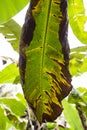 Banana tree disease, Symptoms of black sigatoka on banana foliage, Black sigatoka infected plant, Dry banana leaf surface. Royalty Free Stock Photo