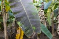 Banana tree disease, Symptoms of black sigatoka on banana foliage, Black sigatoka infected plant, Dry banana leaf surface.