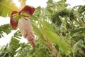 Banana tree in farm, Fresh banana blossom from banana tree, Organic farming.