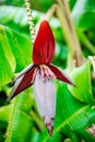 Banana tree flower Royalty Free Stock Photo