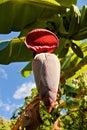 Banana tree flower and fruit Royalty Free Stock Photo