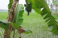 Banana tree with flower and green fruits in Kumrokhali, India Royalty Free Stock Photo