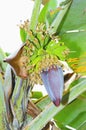 Banana tree flower, growing banana and the heart Royalty Free Stock Photo