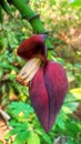 Banana tree flowers or banana buds hanging from banana bunches Royalty Free Stock Photo