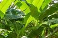 Banana tree, fresh green leaves texture background in sunlight Royalty Free Stock Photo