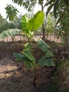 Banana tree/ fruit/ most common fruits. Royalty Free Stock Photo