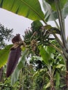 banana tree Royalty Free Stock Photo