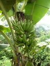 Big green Banana fruits an the tree Royalty Free Stock Photo