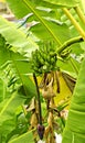 Banana tree with fruits, Brazil, South America Royalty Free Stock Photo