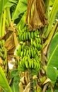 Banana tree with fruits, Brazil, South America Royalty Free Stock Photo