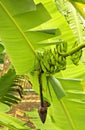 Banana tree with fruits, Bahia, Brazil, South America Royalty Free Stock Photo