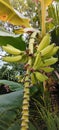 Banana tree fruits hanging Royalty Free Stock Photo