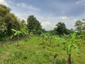 Banana tree garden. Banana cultivation in Assam, India. Royalty Free Stock Photo