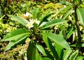 african tree in the garden