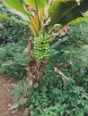 banana tree garden nature day bananatree Royalty Free Stock Photo