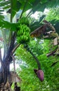 Banana Tree with Green Bananas Royalty Free Stock Photo