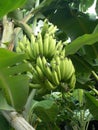 Banana tree - 4 Royalty Free Stock Photo