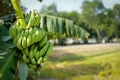 Banana on tree Royalty Free Stock Photo