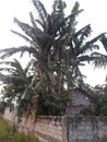 Banana tree. The greet fruts in India