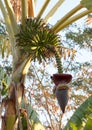 Banana tree growing on Madagascar Royalty Free Stock Photo