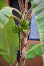 A banana tree with green banana branches, Mexic, Los Cabos Royalty Free Stock Photo