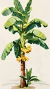 Banana tree illustration with ripe bananas, botanical concept Royalty Free Stock Photo