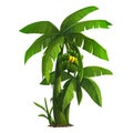 Banana tree Royalty Free Stock Photo