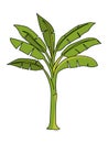 Banana Tree illustration vector